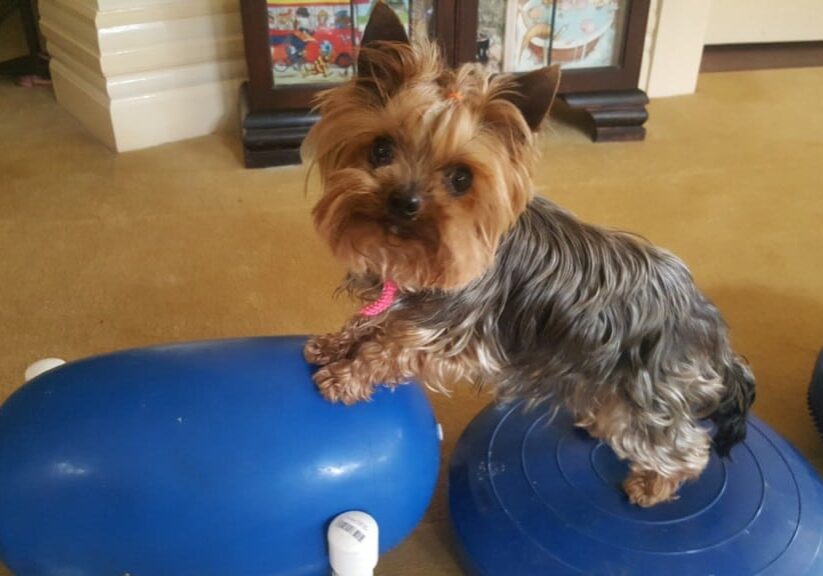 Dogs in motion canine rehabilitation client Chloe testimonial