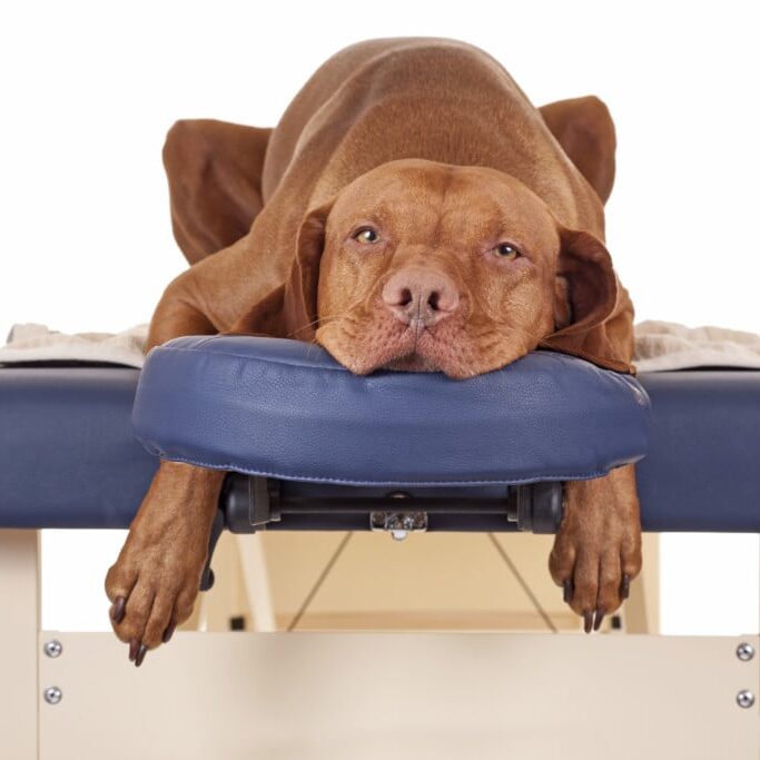 Dogs in Motion article on the benefits of massage for older dogs by Michelle Monk
