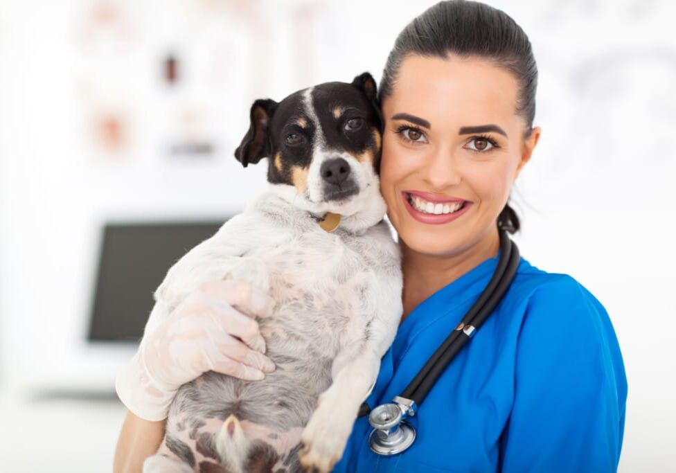 Dogs in motion book an appointment blog call to action