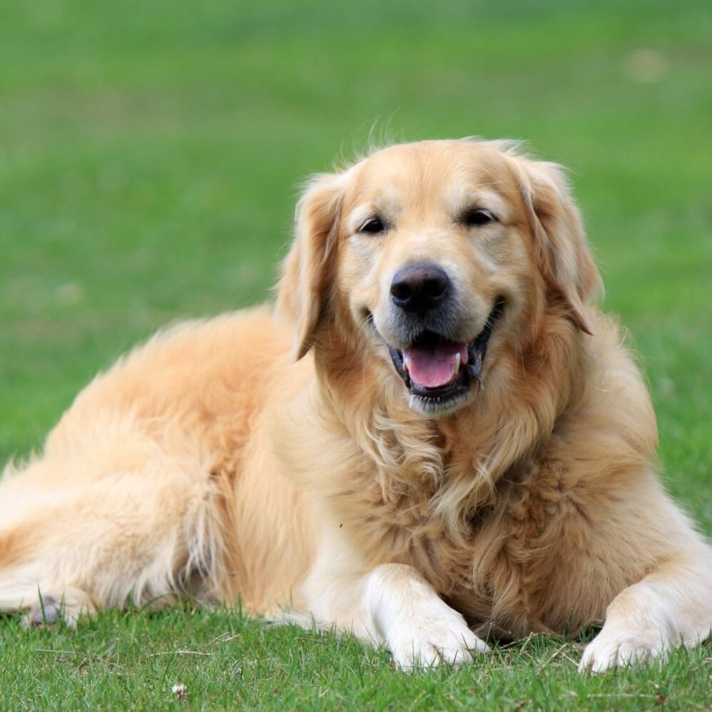 Dogs in Motion Canine Rehabilitation Help Your Senior Dog Live Longer