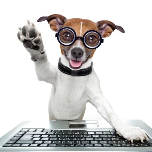 Dogs In Motion Contact