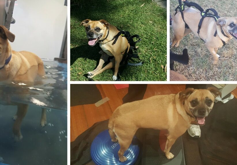 Dogs-in-motion-canine-rehabilitation-client-buddy-testimonial