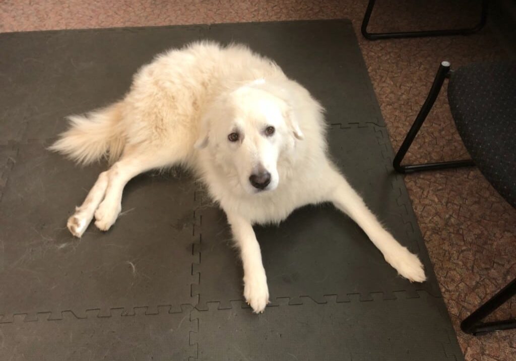 Dogs in Motion testimonial of Jenna the rescue dog