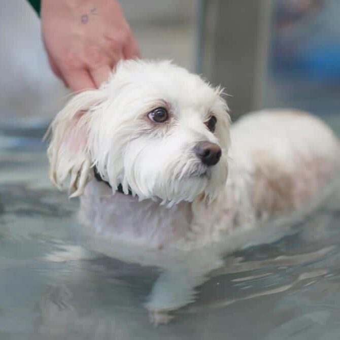 dog-in-underwater-treadmill