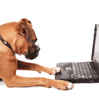 dog-writing-on-computer