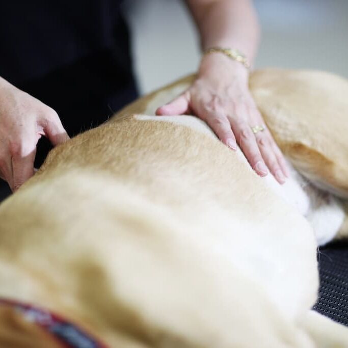 dogs in motion canine massage for pet owners course
