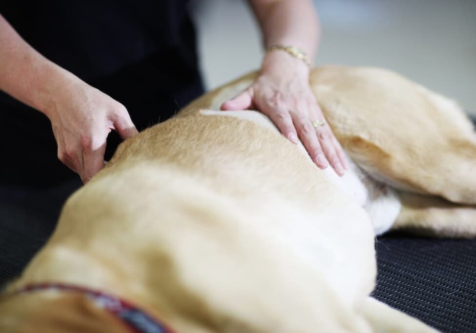 dogs in motion canine massage for pet owners course